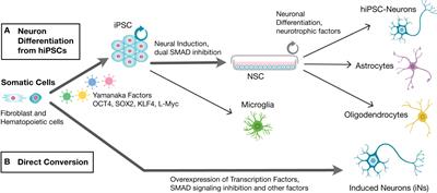 Use of in vitro derived human neuronal models to study host-parasite interactions of Toxoplasma gondii in neurons and neuropathogenesis of chronic toxoplasmosis